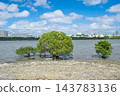 Mangrove forest near the river mouth, Tomigusuku City, Okinawa Prefecture 143783136