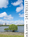 Mangrove forest near the river mouth, Tomigusuku City, Okinawa Prefecture 143783137