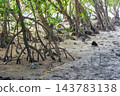 Mangrove forest near the river mouth, Tomigusuku City, Okinawa Prefecture 143783138