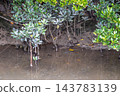 Mangrove forest near the river mouth, Tomigusuku City, Okinawa Prefecture 143783139