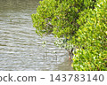 Mangrove forest near the river mouth, Tomigusuku City, Okinawa Prefecture 143783140