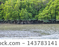 Mangrove forest near the river mouth, Tomigusuku City, Okinawa Prefecture 143783141