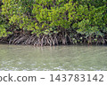 Mangrove forest near the river mouth, Tomigusuku City, Okinawa Prefecture 143783142