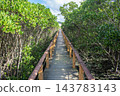 Mangrove forest near the river mouth, Tomigusuku City, Okinawa Prefecture 143783143