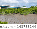 Mangrove forest near the river mouth, Tomigusuku City, Okinawa Prefecture 143783144