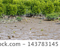 Mangrove forest near the river mouth, Tomigusuku City, Okinawa Prefecture 143783145