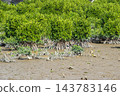 Mangrove forest near the river mouth, Tomigusuku City, Okinawa Prefecture 143783146