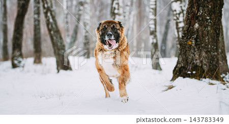 Caucasian Shepherd Dog Running Outdoor In Snowy Field At Winter Day. Smiling Dog Caucasian Shepherd Dog Running Outdoor In Snowy Field At Winter Day. Smiling Dog 143783349
