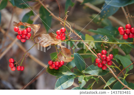 冬日森林景色:菝葜的紅色莓果 冬日森林景色:菝葜的紅色莓果 143783481