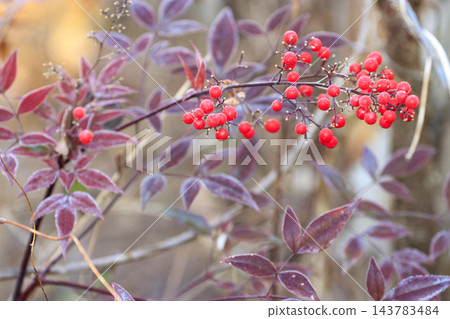 冬日森林景象：紅色的南天竹漿果和樹葉上覆蓋著晨霜。 143783484