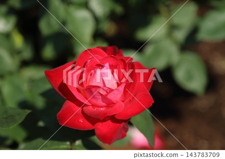 荒尾市少女公民花壇玫瑰花, 荒尾市少女公民花壇玫瑰花, 143783709