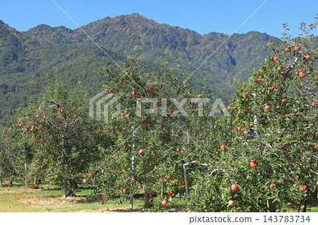 秋天的安曇野，北阿爾卑斯山腳下的蘋果園 143783734