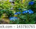 京都，山科，觀修寺，燈籠，繡球花 143783765