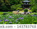 Kyoto, Yamashina, Kanshuji Temple, Lanterns, Hydrangeas 143783768