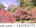 Autumn leaves in a park in Gunma Prefecture 143783773