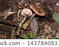 Armillaria species on the forest floor (Macro photography of fungi and mushroom ecology in the Japanese outdoor field) 143784083