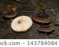 Large, wild-growing edible shiitake mushrooms: top and bottom surfaces of the cap, gills, and stem (Japanese natural fungi/mushroom ecology macro photography) 143784084