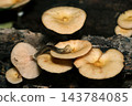 Fresh edible mushrooms, Armillaria genus, with images of the ventral gills (Japanese natural fungi, mushroom ecology macro photography) 143784085