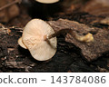 Close-up of the gills and stem on the underside of Armillaria mellea (Japanese natural fungi/mushroom ecology macro photography) 143784086