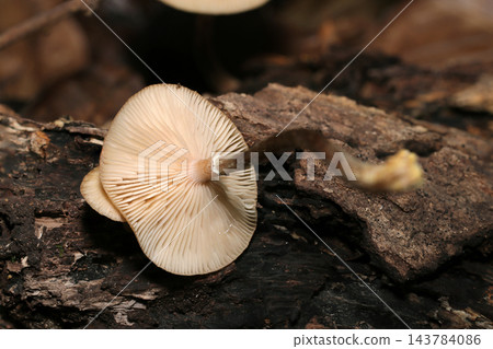 蜜環菌(Armillaria mellea)菌褶和菌柄底部的特寫(日本天然真菌/蘑菇生態微距攝影) 蜜環菌(Armillaria mellea)菌褶和菌柄底部的特寫(日本天然真菌/蘑菇生態微距攝影) 143784086