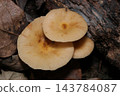 Fresh edible mushrooms, Armillaria mellea (Japanese natural fungi, mushroom ecology macro photography) 143784087