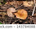 Cap, gills, and stem of Armillaria mellea (Japanese natural fungi, mushroom ecology macro photography) 143784088