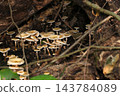Numerous Armillaria mushrooms growing on decaying wood in a damp forest (Japanese natural fungi/mushroom ecology macro photography) 143784089