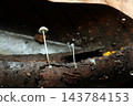 Small white Agaricus mushrooms on the surface of damp, decaying wood (Japanese natural fungi/mushroom ecology macro photography) 143784153