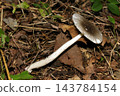 A type of poisonous mushroom, *Amanita virosa* (Japanese natural fungi, mushroom ecology macro photography) 143784154