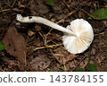 Ventral gills and stipe of the poisonous mushroom, Amanita virosa (Japanese natural fungi/mushroom ecology macro photography) 143784155