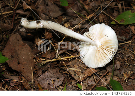 毒蘑菇白毒傘(Amanita virosa)的腹褶和菌柄(日本自然真菌/蘑菇生態微距攝影) 毒蘑菇白毒傘(Amanita virosa)的腹褶和菌柄(日本自然真菌/蘑菇生態微距攝影) 143784155