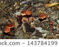 Reddish-brown mushrooms with their caps peeled off by the rain of a typhoon (Japanese natural fungi - macro photography of mushroom ecology) 143784199