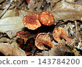 Reddish-brown mushrooms with their caps peeled off by the rain of a typhoon (Japanese natural fungi - macro photography of mushroom ecology) 143784200