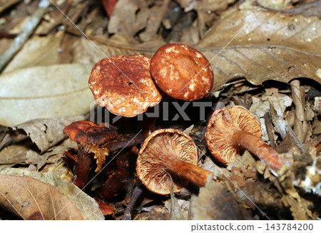 颱風雨過後，紅褐色蘑菇的菌蓋被沖刷掉（日本天然真菌 - 蘑菇生態微距攝影） 143784200