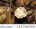 Cap of a mushroom of the genus *Lyophyllum decastes* with a pale beige tint (Japanese natural fungi/mushroom ecology macro photography) 143784269