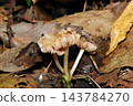 Pale beige-colored mushrooms of the genus *Lyophyllum decastes* (Japanese natural fungi/mushroom ecology macro photography) 143784270