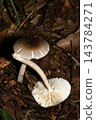 Images of the top and bottom surfaces of the poisonous mushroom, Amanita virosa (Japanese natural fungi/mushroom ecology macro photography). 143784271