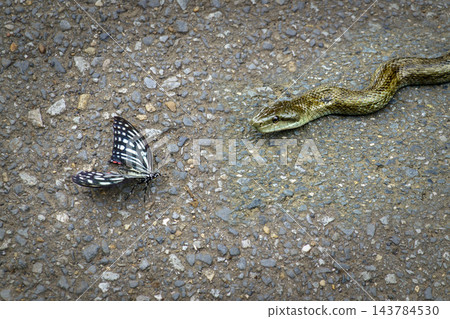 A snake hunting its prey A snake hunting its prey 143784530