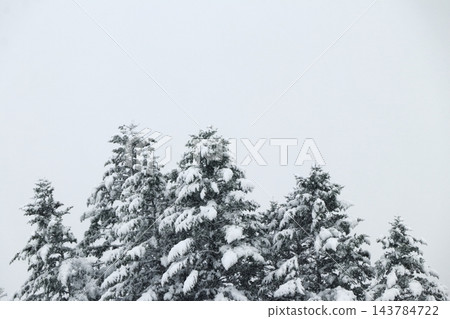 針葉樹上積滿了雪 143784722