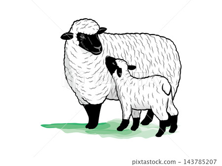 Parent and child of sheep Parent and child of sheep 143785207
