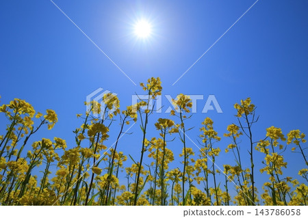 油菜花沐浴春光 油菜花沐浴春光 143786058