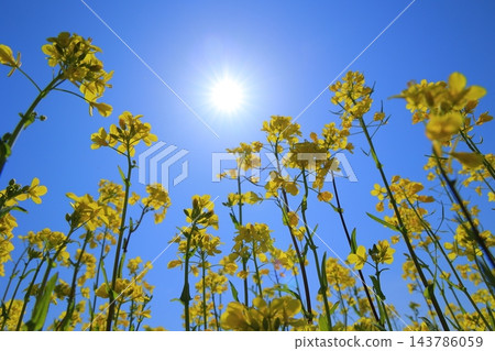 油菜花沐浴春光 油菜花沐浴春光 143786059