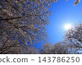 Cherry blossoms in full bloom and blue sky 143786250