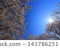 Cherry blossoms in full bloom and blue sky 143786251