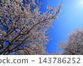 Cherry blossoms in full bloom and blue sky 143786252
