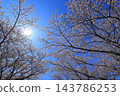 Cherry blossoms in full bloom and blue sky 143786253