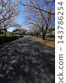 Cherry blossoms in full bloom and blue sky 143786254