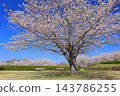 Cherry blossoms in full bloom and blue sky 143786255