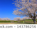 Cherry blossoms in full bloom and blue sky 143786256