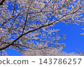 Cherry blossoms in full bloom and blue sky 143786257